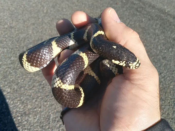 A nonvenomous snake safely in hand during a relocation.