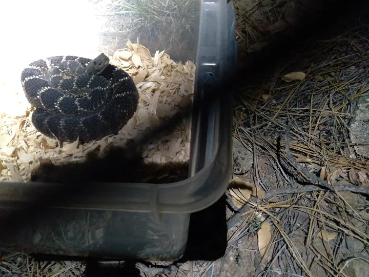 A rattlesnake secured in a ventilated transport container.