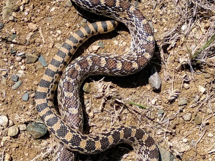 A patterned snake encountered on rocky ground.
