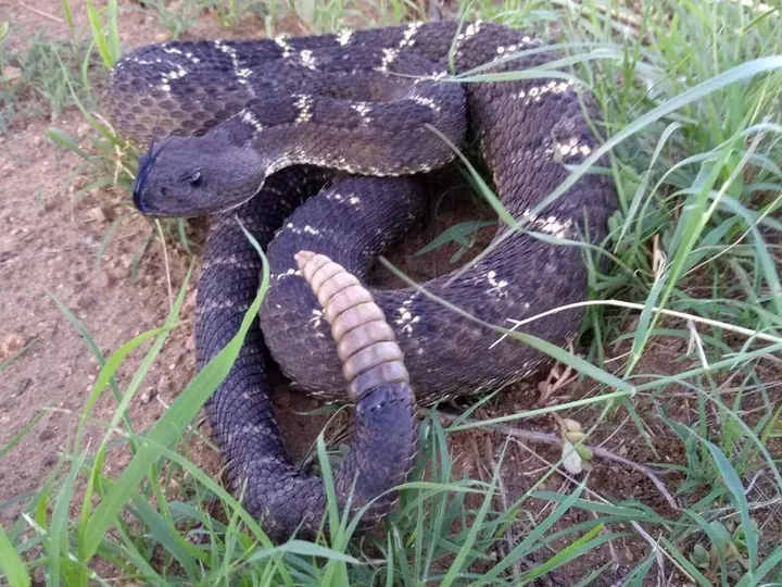 An Arizona black rattlesnake displaying its rattle.