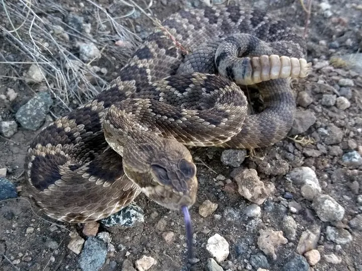 A close view of a Mojave rattlesnake on rocky soil.